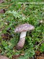 Lepiota brunneoincarnata-amf1175